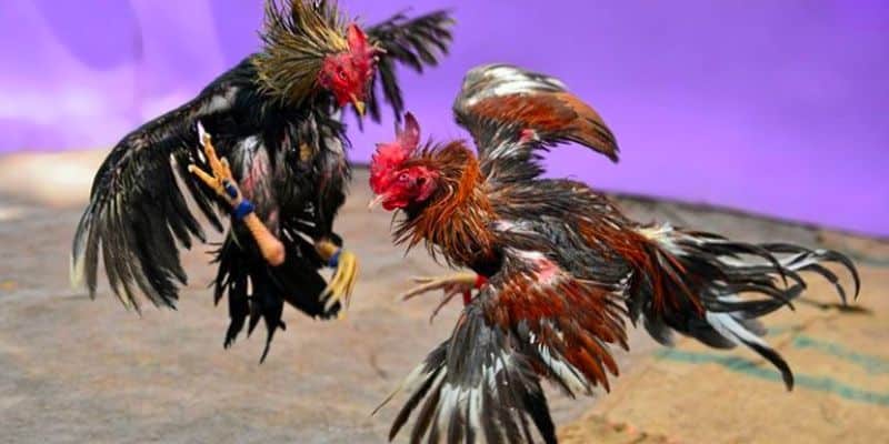 Đá gà cựa sắt trực tiếp là gì?