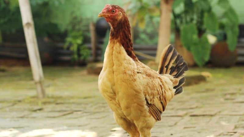 Lưu ý khi chơi game đá gà nào có nhiều người chơi