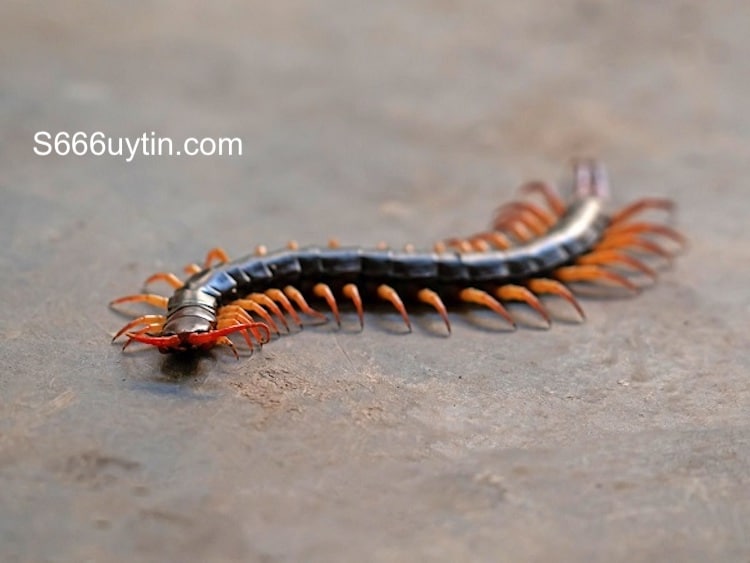 mơ thấy rết đánh số bao nhiêu